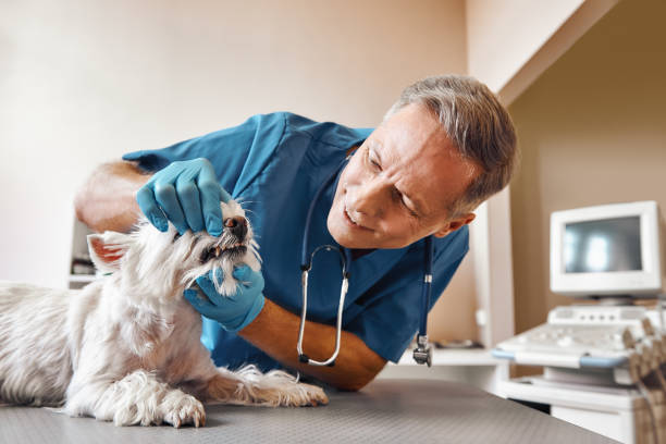 Best Emergency Care for Gum Disease in Towaoc, CO